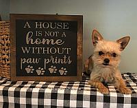 A house is not a home without paw prints - 10"x10"