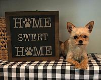 Home Sweet Home with paws 10"x10"